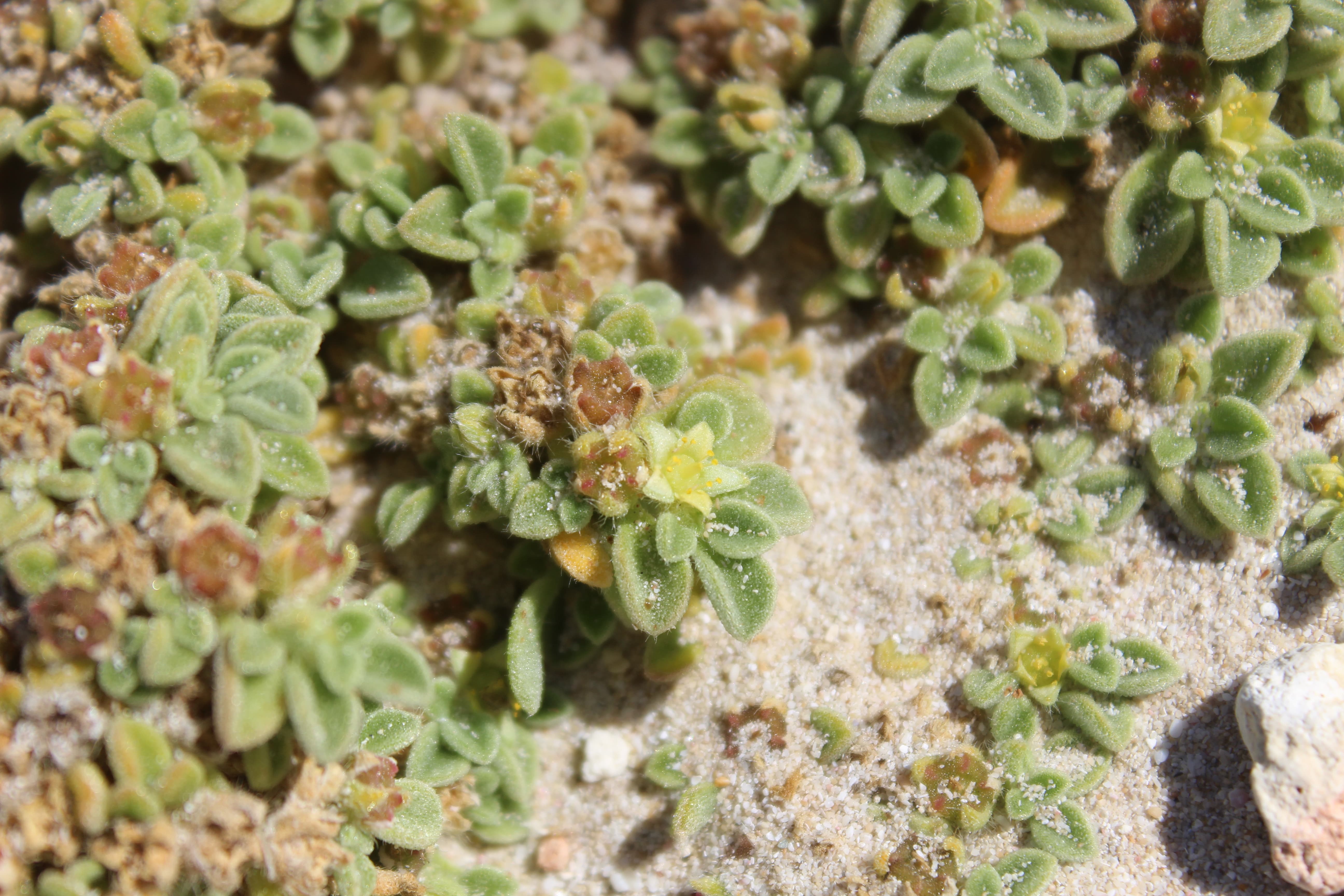 Plant Image